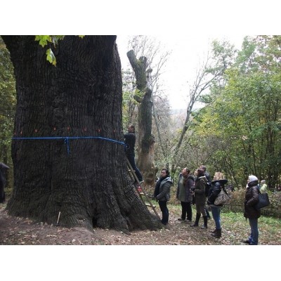 Первоцветы Холодного Яра