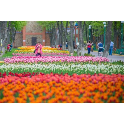 "Парад тюльпанов" в Кропивницком