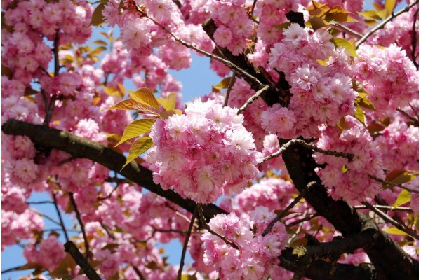 Тур на Закарпатье из Полтавы, отдых в Закарпатье